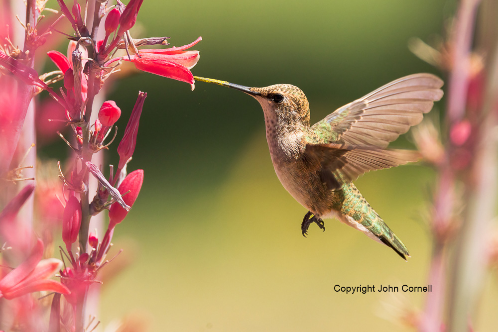 Archilochus alexandri;Black-chinned Hummingbird;Flying Bird;Hummingbird;Photography;action;active;aloft;behavior;birds;color image;feeding;flight;fly;flying;in flight;motion;movement;one animal;soar;soaring;wing;winged;wings